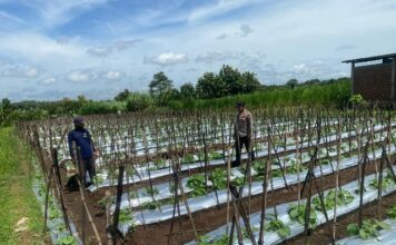 Dukung Pemanfaatan Pekarangan Lestari, Bhabinkamtibmas Ngepeh Pantau Perkembangan Tanaman Melon