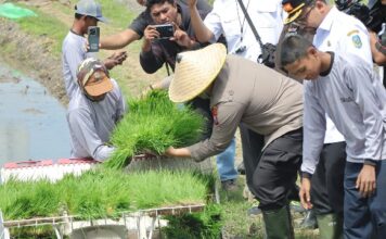 Nganjuk Dukung Swasembada Pangan Lewat Gerakan Tanam Padi Serentak