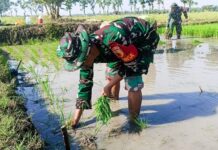 Babinsa Sumberrejo Bojonegoro Bantu Petani Kedungrejo Tanam Padi