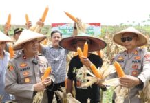 Polres Nganjuk Dukung Swasembada Pangan Lewat Panen Raya Jagung Serentak di Rejoso