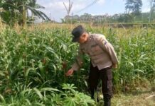 Wujud Nyata Polsek Klakah Mengawal Program Asta Cita Menuju Swasembada Pangan