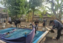 Respons Cepat Aduan Warga, Polres Nganjuk Bongkar Dua Lokasi Sabung Ayam