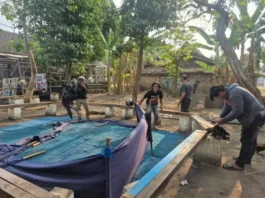 Respons Cepat Aduan Warga, Polres Nganjuk Bongkar Dua Lokasi Sabung Ayam